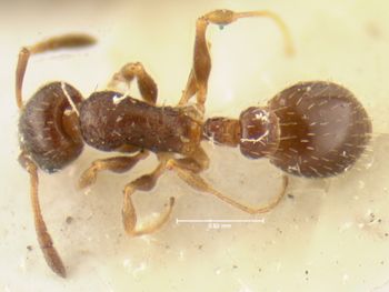 Media type: image;   Entomology 21040 Aspect: habitus dorsal view